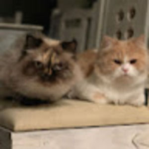 Meet your Posher, Miu